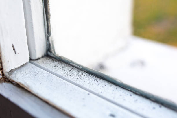 Best Asbestos and Lead Testing During Mold Inspection  in Willowbrook, CA